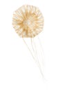 Japanese sea nettle, Chrysaora pacifica