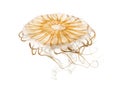 Japanese sea nettle, Chrysaora pacifica Royalty Free Stock Photo