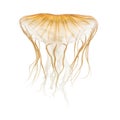 Japanese sea nettle, Chrysaora pacifica Royalty Free Stock Photo