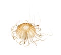 Japanese sea nettle, Chrysaora pacifica