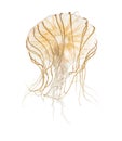 Japanese sea nettle, Chrysaora pacifica