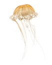 Japanese sea nettle, Chrysaora pacifica Royalty Free Stock Photo