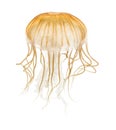 Japanese sea nettle, Chrysaora pacifica Royalty Free Stock Photo