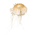 Japanese sea nettle, Chrysaora pacifica