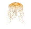 Japanese sea nettle, Chrysaora pacifica Royalty Free Stock Photo