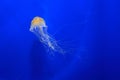 Japanese sea nettle