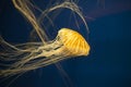 Japanese sea nettle jellyfish