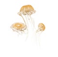 Japanese sea nettles, Chrysaora pacifica