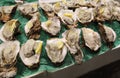 Japanese seafood oyster display at seafood market Royalty Free Stock Photo