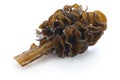 Japanese seaweed, mekabu, wakame root Royalty Free Stock Photo