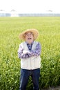 Japanese senior man, farmer in front of rice field