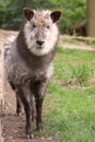 Japanese serow