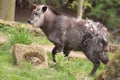 Japanese serow Royalty Free Stock Photo