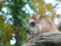 Japanese Serow Royalty Free Stock Photo
