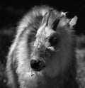 Japanese serow Capricornis crispus is a Japanese goat-antelope Royalty Free Stock Photo