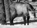 Japanese serow Capricornis crispus is a Japanese goat-antelope, Royalty Free Stock Photo