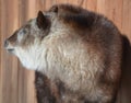 Japanese serow Capricornis crispus is a Japanese goat-antelope, Royalty Free Stock Photo