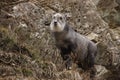 Japanese serow, Capricornis crispus,