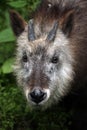 Japanese serow (Capricornis crispus).