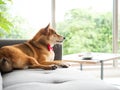 Japanese Shiba Inu brown short hair wake up after sleep on the comfort couch in a living room with window natural view Royalty Free Stock Photo