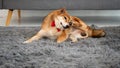 Japanese Shiba Inu dog scratching alone on a fluffy grey carpet in living room at home while waiting Asian owner feeding and Royalty Free Stock Photo