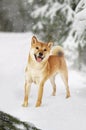 Japanese shiba inu dog