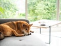 Japanese Shiba Inu lying and sleeping on comfort sofa in a living room at minimal home style Royalty Free Stock Photo