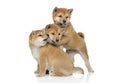 Japanese Shiba inu puppies playing Royalty Free Stock Photo