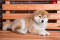 Japanese Shiba inu puppy resting on a bench