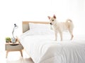 Japanese Shiba Inu waiting owner comeback while stand on clean blanket in white bedroom at minimal home style