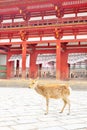 Japanese sika deer in front of Todaiji temple, Nara Royalty Free Stock Photo