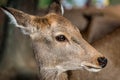 Japanese Sika deer up close