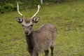 Japanese Sika Stag with full antlers Royalty Free Stock Photo