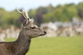 Japanese Sika Stag with full antlers