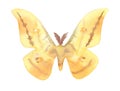 Japanese Silk moth, Antheraea yamamai, on white