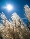 Japanese Silver Grass against bright sunlight