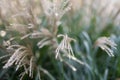 Japanese silver grass or miscanthus sinensis blurred view on summer time
