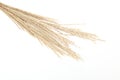 Japanese silver grass in a white background