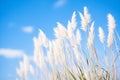 japanese silver grass with white plumes against blue sky