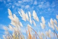 japanese silver grass with white plumes against blue sky