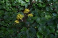 Japanese silver leaf flowers