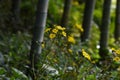 Japanese silver leaf flowers