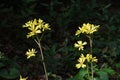 Japanese silver leaf flowers