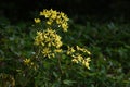 Japanese silver leaf flowers