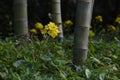 Japanese silver leaf flowers