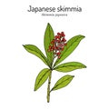 Japanese skimmia Skimmia japonica , evergreen plant