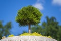 Japanese small green conifer tree in a flowerpot in garden, closeup. Mini bonsai tree in the flowerpot on a natural background Royalty Free Stock Photo