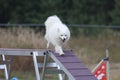 japanese small spitz running dog agility course during competition