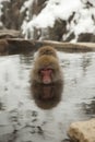 Japanese snow monkey