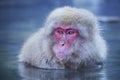 Japanese snow monkey bathing in hot spring Royalty Free Stock Photo